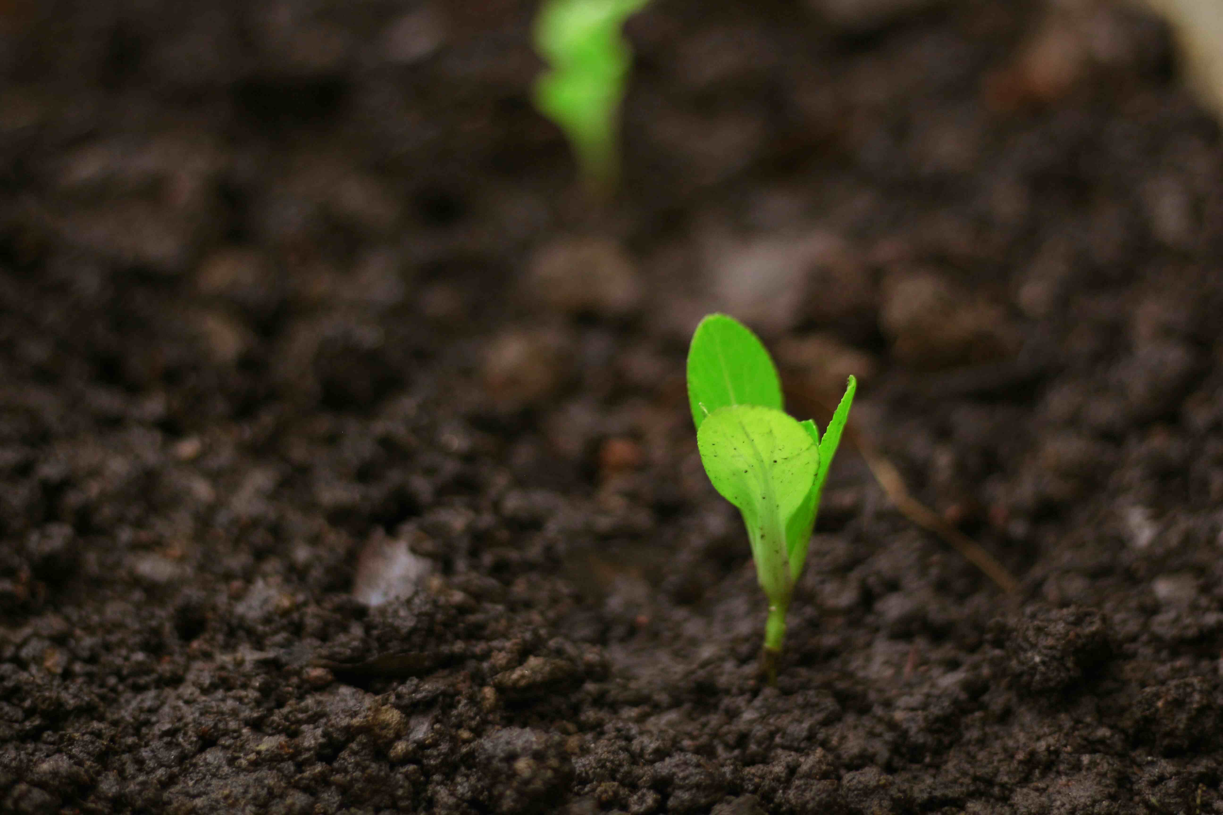 Seeds & Plant Saplings								