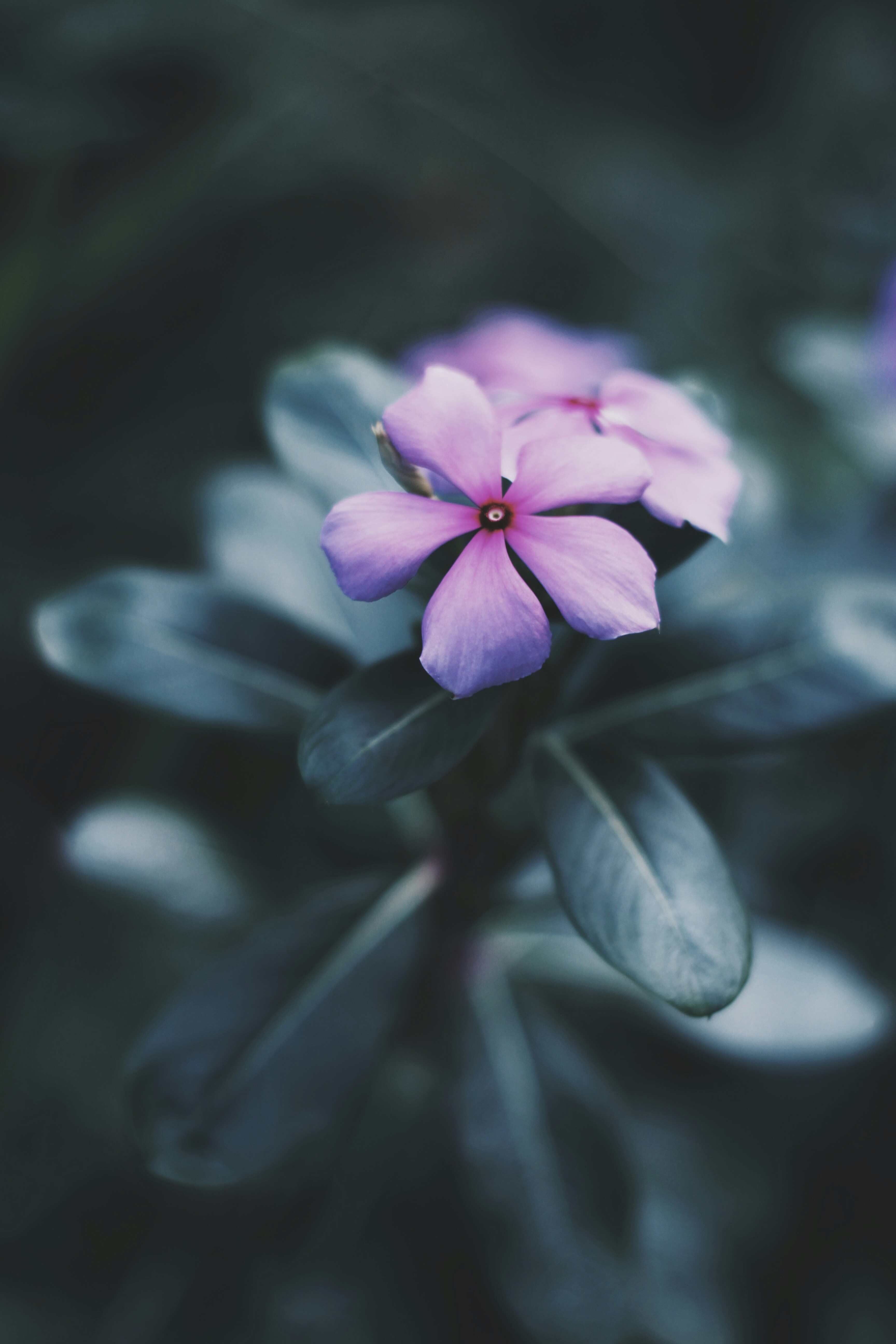 Fresh Flowers and Plants								