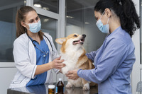 Animal Health Care and Veterinary Medicines												