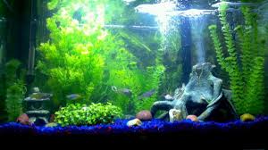 Aqua Culture, Aquarium & Accessories					